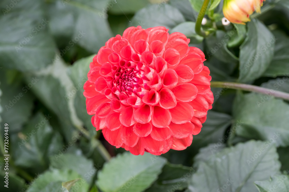 Beautiful Dahlia flower.