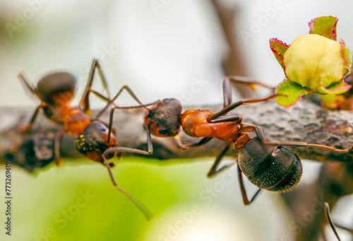 red ant on leaf © Jurand