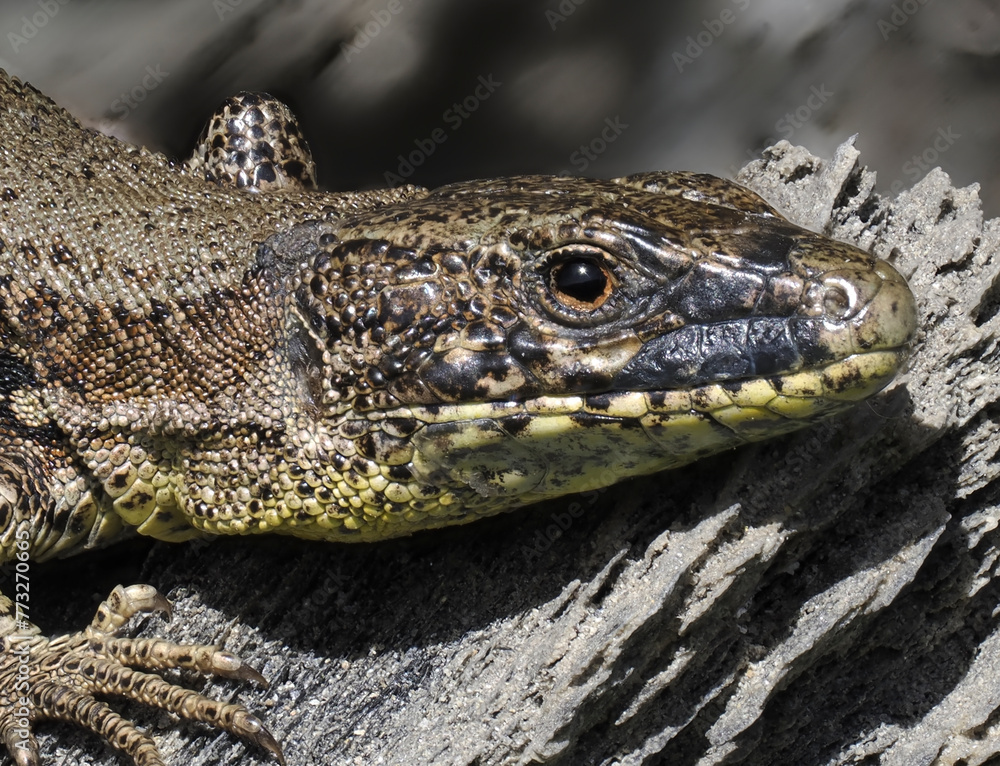 Fototapeta premium Mauereidechse&nbsp;(Podarcis muralis)