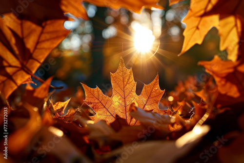 Viewing through an autumn leaf, radiating with warm, golden hues