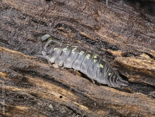 Mauerassel (Oniscus asellus) photo