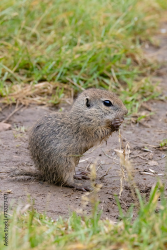Ground squirrel colony (Syslovisko Biele vody), National park Muranska Planina, Slovakia