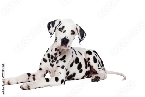 Dalmatian dog laying down isolated on transparent background