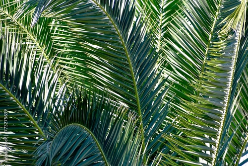 Background of green date palm tree leaves