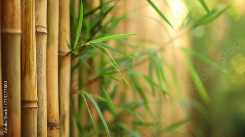 Zbliżenie na młode bambusy