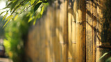 Zbliżenie na młode bambusy