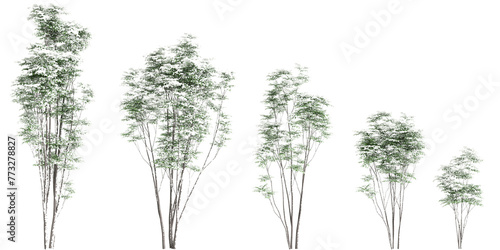 3d illustration of set Toona sinensis Flamingo snow covered tree isolated on transparent background