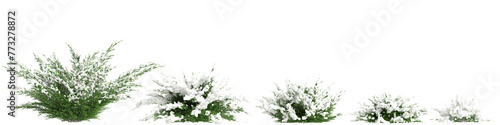 3d illustration of set Juniperus sabina snow covered tree isolated on transparent background