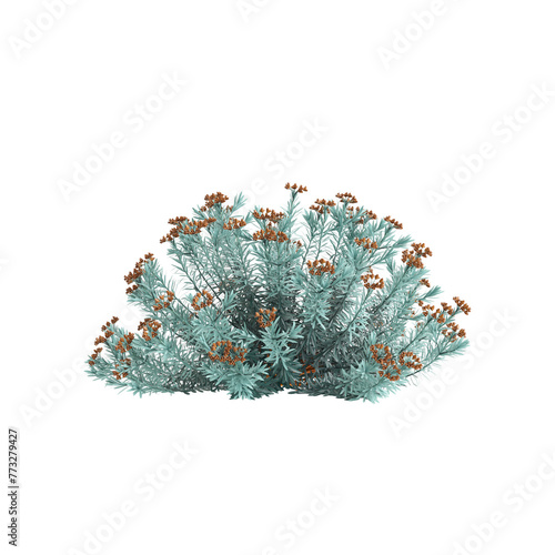 3d illustration of Euphorbia Blue Haze bush isolated on transparent background photo