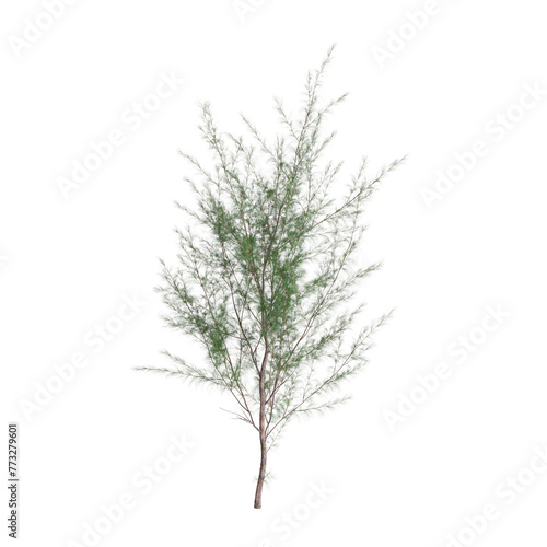 3d illustration of Casuarina equisetifolia tree isolated on transparent background