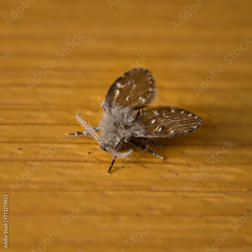 Psychoda cinerea on the wall