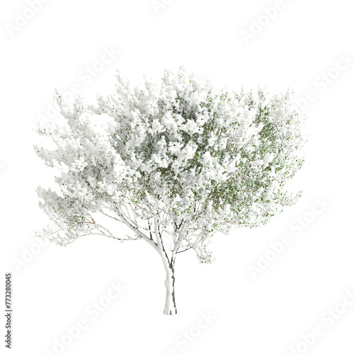 3d illustration of Salix caprea snow covered tree isolated on transparent background