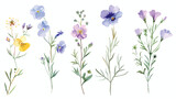 Watercolor illustration of the wildflowers isolated o