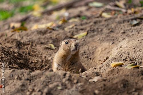 Yellow ground squirrel peeks out of its earthen hole, Spermophilus fulvus