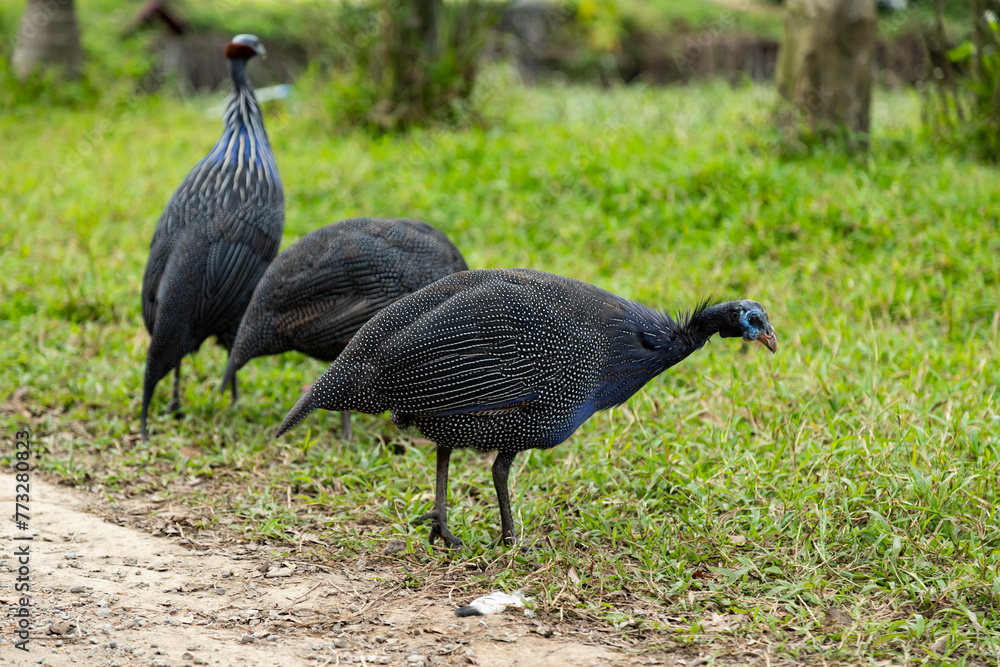 Three guinea fowl grazing by the road, Numida meleagris