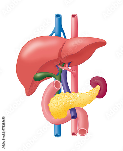 肝臓・膵臓・脾臓・胆嚢