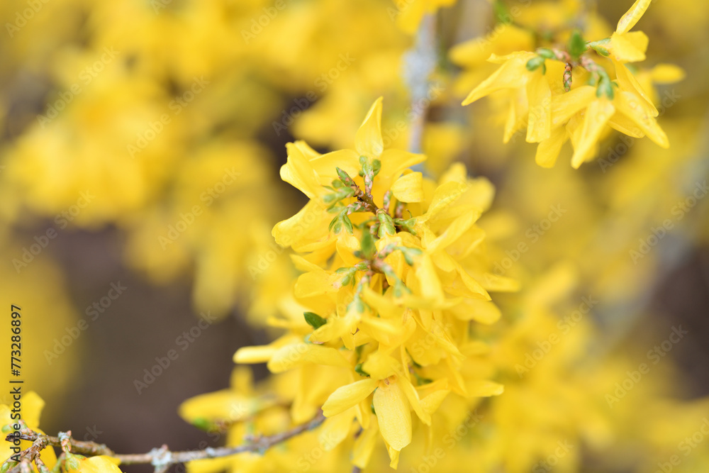 Strauch Mit Gelben Blüten 7 Buchstaben Postkartenmotiv Nahaufnahme Forsythien Strauch im Garten