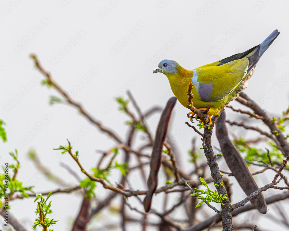 Obraz premium A Yellow Footed Green Pigeon