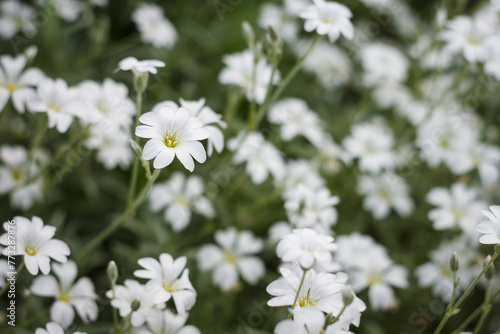 Beautiful small white flowers in the summer garden. Shallow depth of field (DOF)