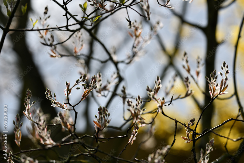 Postkartenmotive im Garten. Frühlingblüher Büsche und Blumen in schönen Farben vor unscharfem Hintergrund mit Textfreiraum