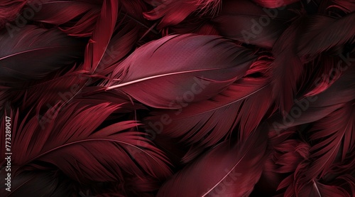  A tight shot of red feathers against a dark backdrop, with the feathers softly blurred