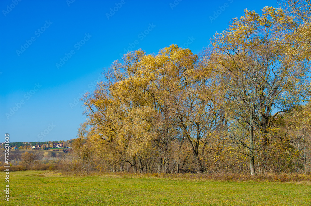 Enjoy the beauty of autumn in the serene floodplain of the river. Admire the stunning yellow trees growing along the banks of the river. Take a leisurely stroll and soak in the colorful foliage.