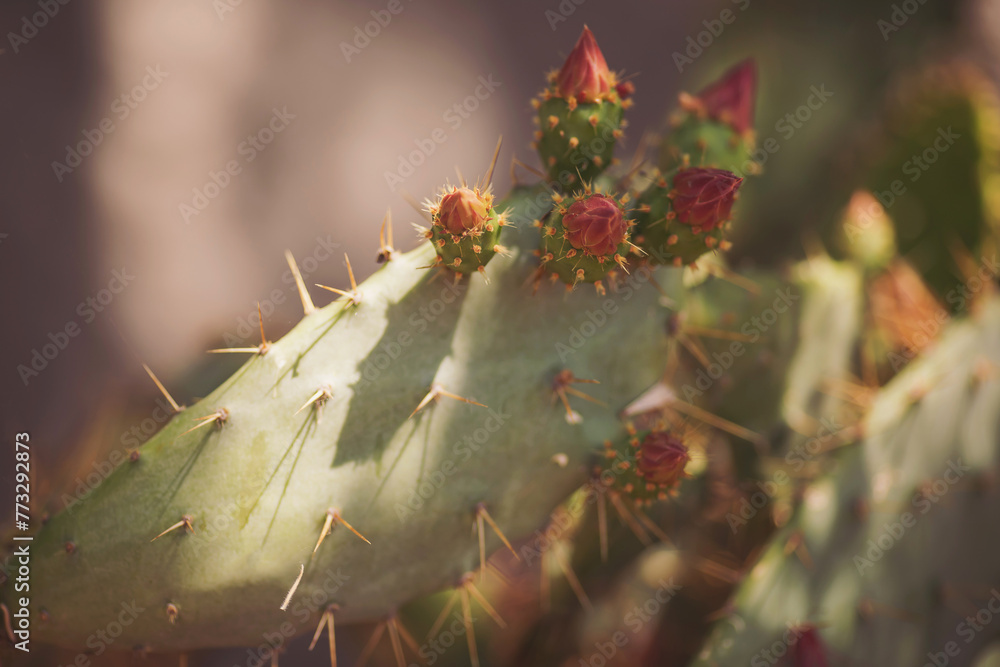 Prickly pear cactus close up with fruit in red color, cactus spines. Green pads on a prickly pear cactus. (Opuntia, ficus-indica, Indian fig opuntia, barbary fig, cactus pear and spineless cactus) Prickly pear cactus close up with fruit in red color, cactus spines. Green pads on a prickly pear cactus. (Opuntia, ficus-indica, Indian fig opuntia, barbary fig, cactus pear and spineless cactus)