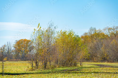 Enjoy the beauty of autumn in the river floodplain. Watch the leaves turn golden yellow. Take a peaceful walk among the yellow trees.