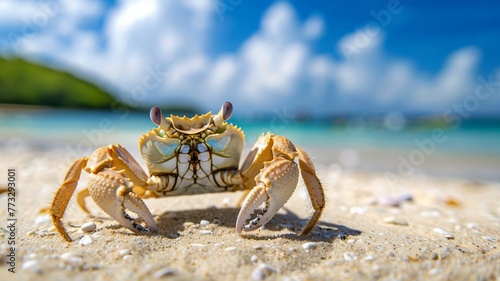 A crab on the beach behind the sandy beach on a clear day. world ocean day world environment day .Virtual image.