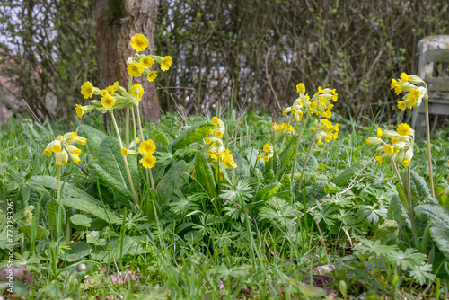 Blooming cowslips and wild plants at the edge of the hedge