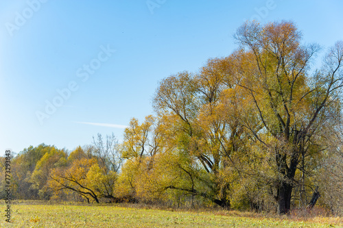 Enjoy the beauty of autumn in the river floodplain. Enjoy the yellow trees and fall foliage. Ideal for a relaxing walk in nature or a photo shoot.
