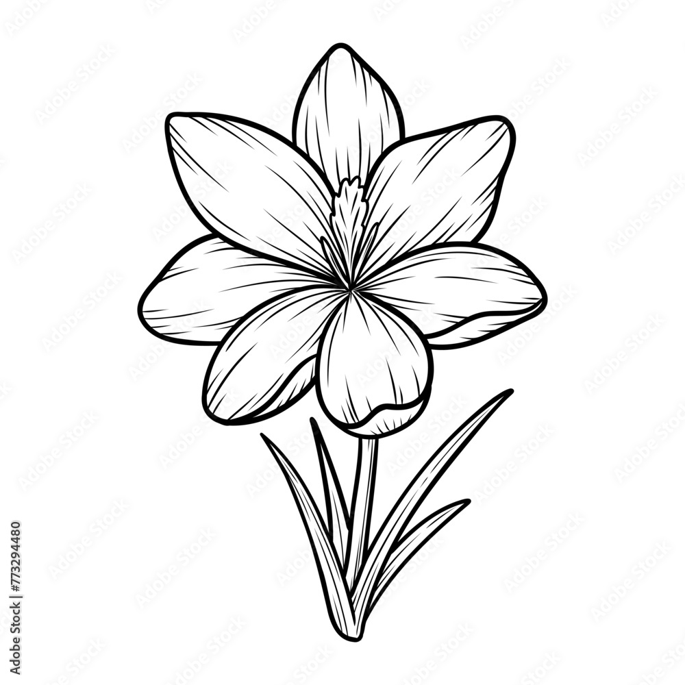 Obraz premium Spring crocus flower line art sketch, saffron drawing. Vector wildflower illustration. Hand drawn botanical outline art. Isolated design element for coloring book, background, pattern, logo.