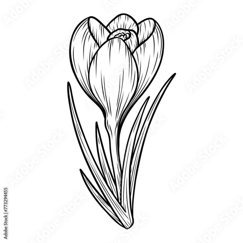 Spring crocus flower line art sketch  saffron drawing. Vector wildflower illustration. Hand drawn botanical outline art. Isolated design element for coloring book  background  pattern  logo.