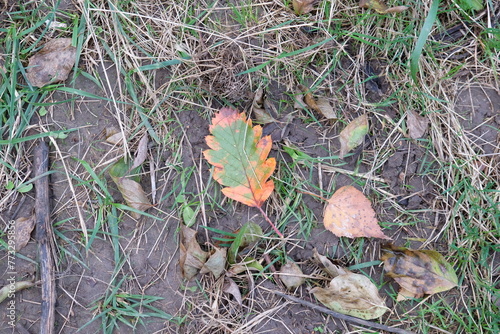 FU 2022-11-05 Waldpark 11 Auf dem Waldboden liegen Herbstblätter photo