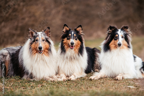 American Collies photo