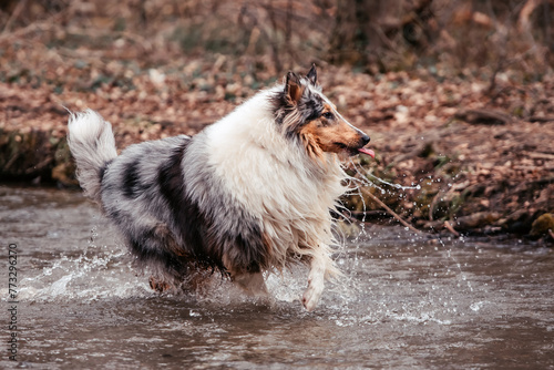 American Collies photo