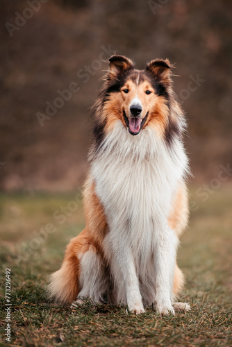 American Collies