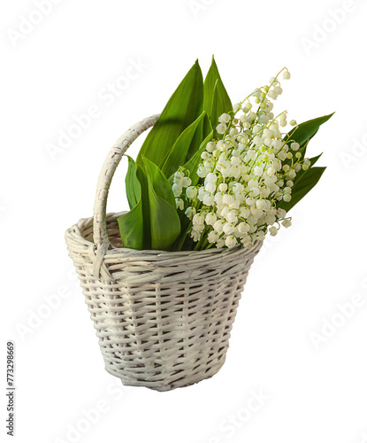 Basket with lilies of the valley (Convallaria majalis) on a white background isolated