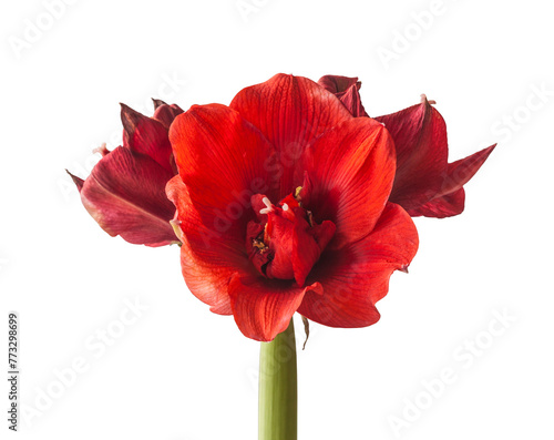Bloom dark red Hippeastrum (amaryllis) "Velvet  Nymph"