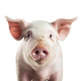 A portrait of a pig isolated on a transparent background