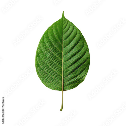 Kratom leaf isolated on transparent background