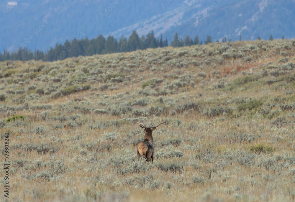 Obraz premium Bull Elk in Wyoming During the Fall Rut