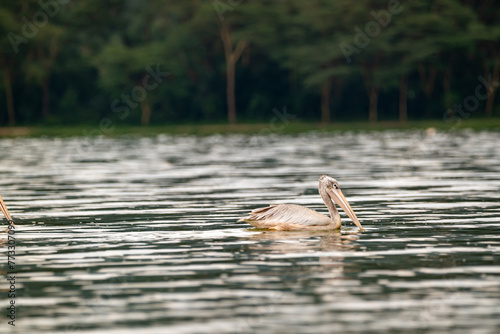 great gray pelican. short in lake Elementaita Nakuru Kenya photo