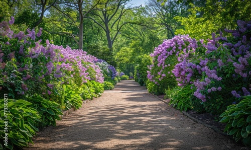 Lilac bushes lining a pathway in a botanical garden