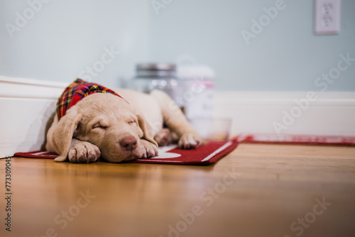 Puppy snooze photo