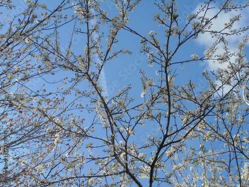 very beautiful tree with white flowers against the blue sky