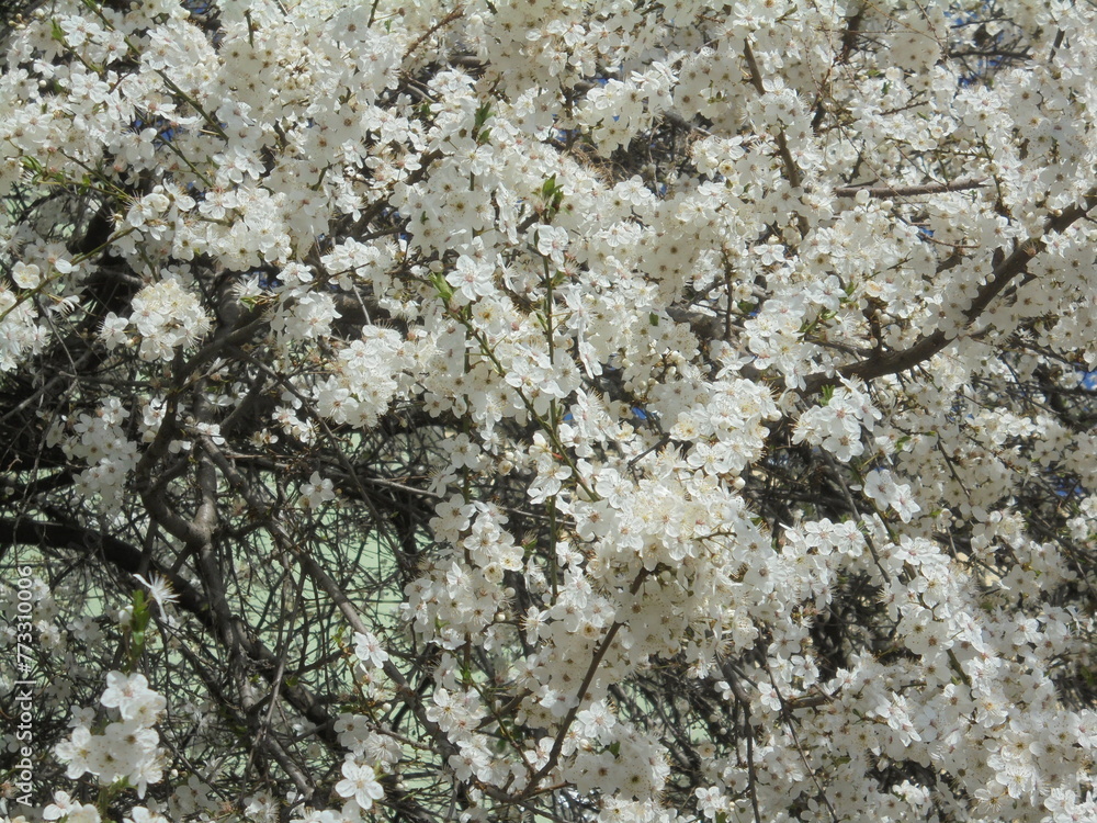 very beautiful tree with white flowers very beautiful tree with white flowers