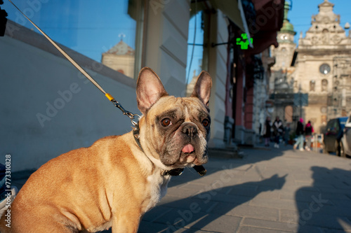 A French bulldog stands on the cobblestones of a town square with old historic buildings in the background