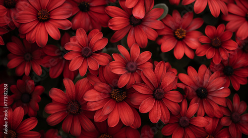 Zbliżenie na czerwony kwiaty photo