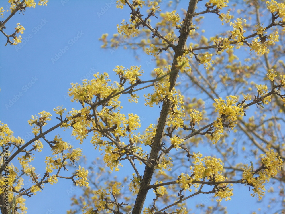 yellow tree in spring